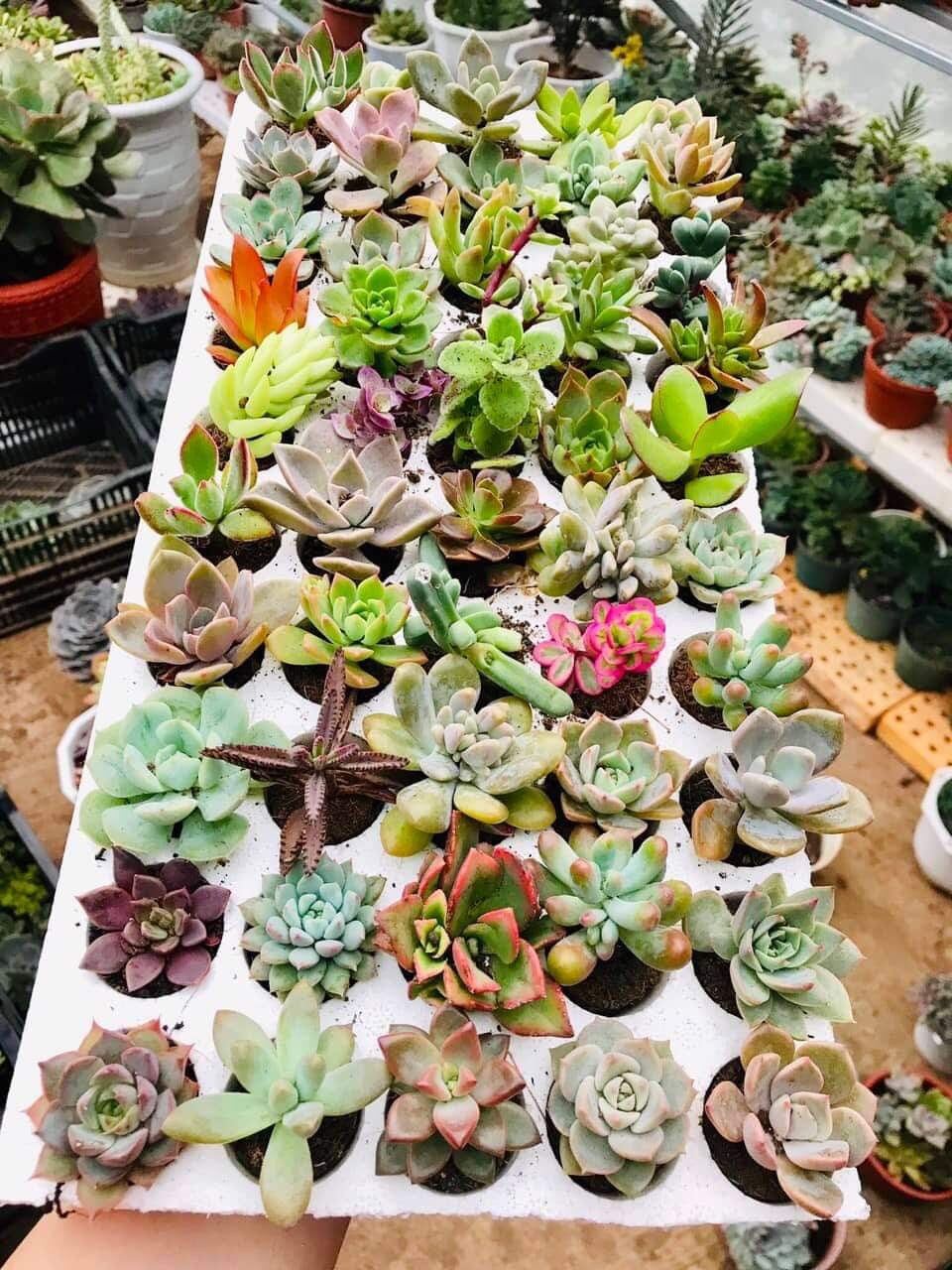 COMBO 50 CÂY SEN ĐÁ MINI NGẪU NHIÊN 🥰🥰XUẤT VƯỜN ĐÀ LẠT 😍 ĐÃ THUẦN KHÍ HẬU 🤑 SỐ LƯỢNG CÓ HẠN 🤫🥰