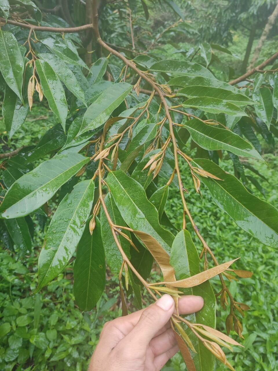 Phân bón hữu cơ Hydro mỹ xanh dạng nước 5lít