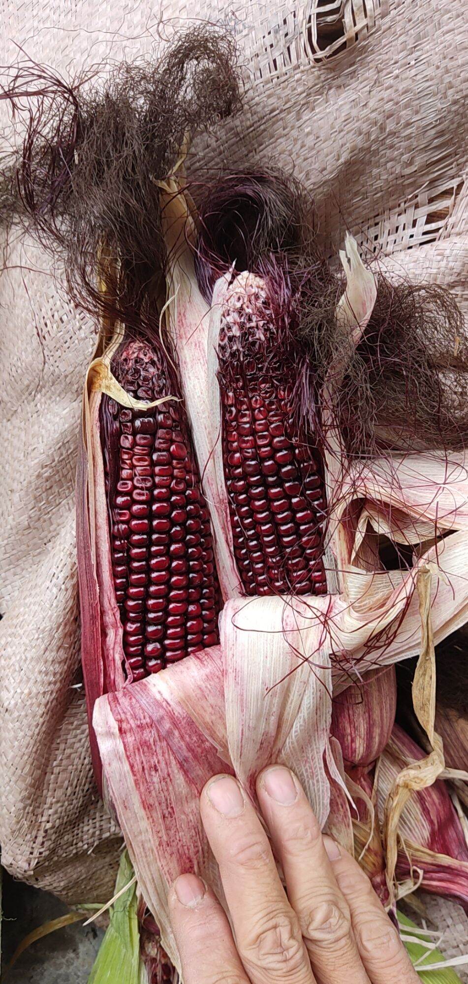Ngô Tím Nữ Hoàng 1kg ( ngâm rượu cực thơm)