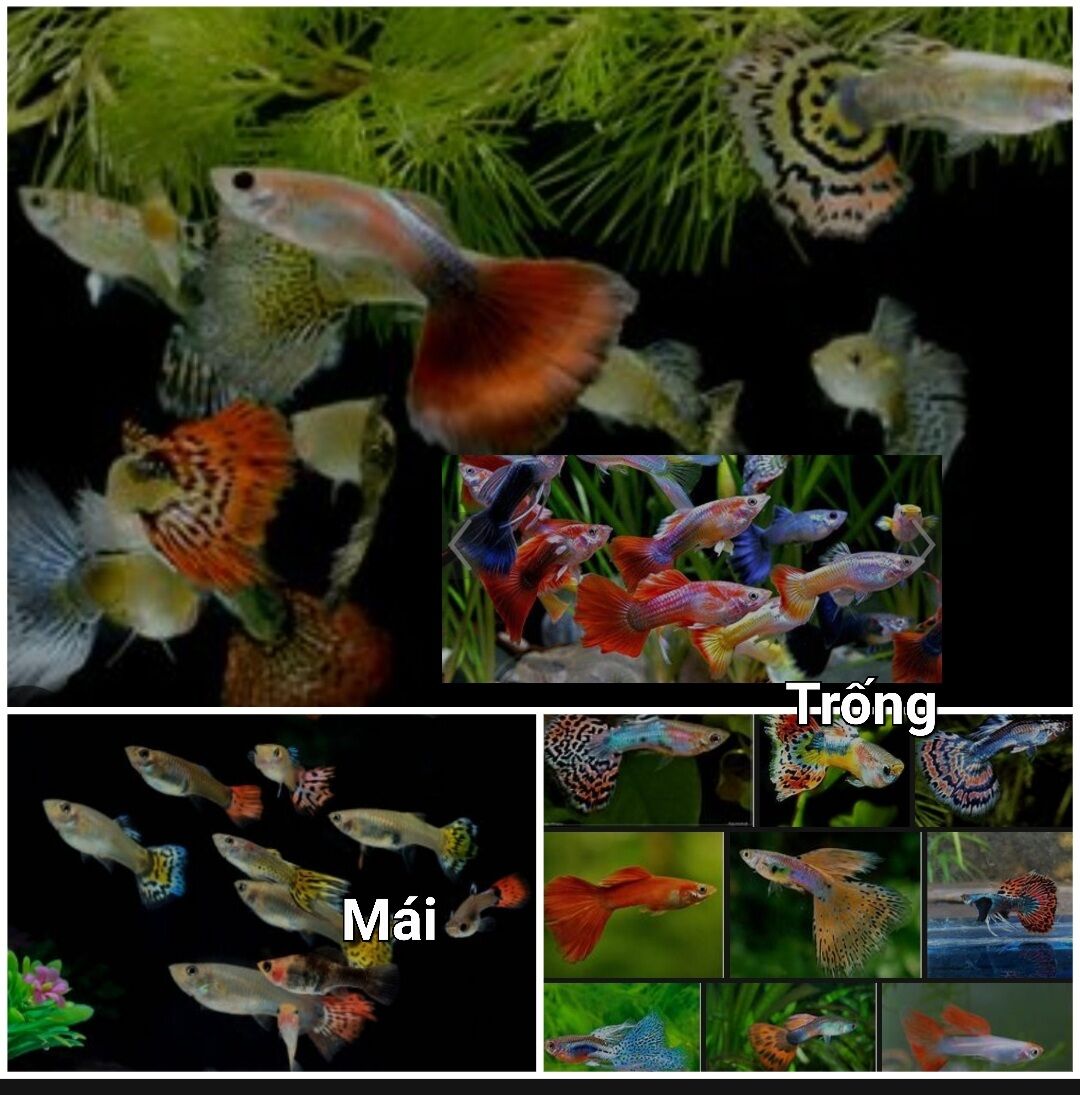 99k/30 pé 7 màu trang trí hồ cá