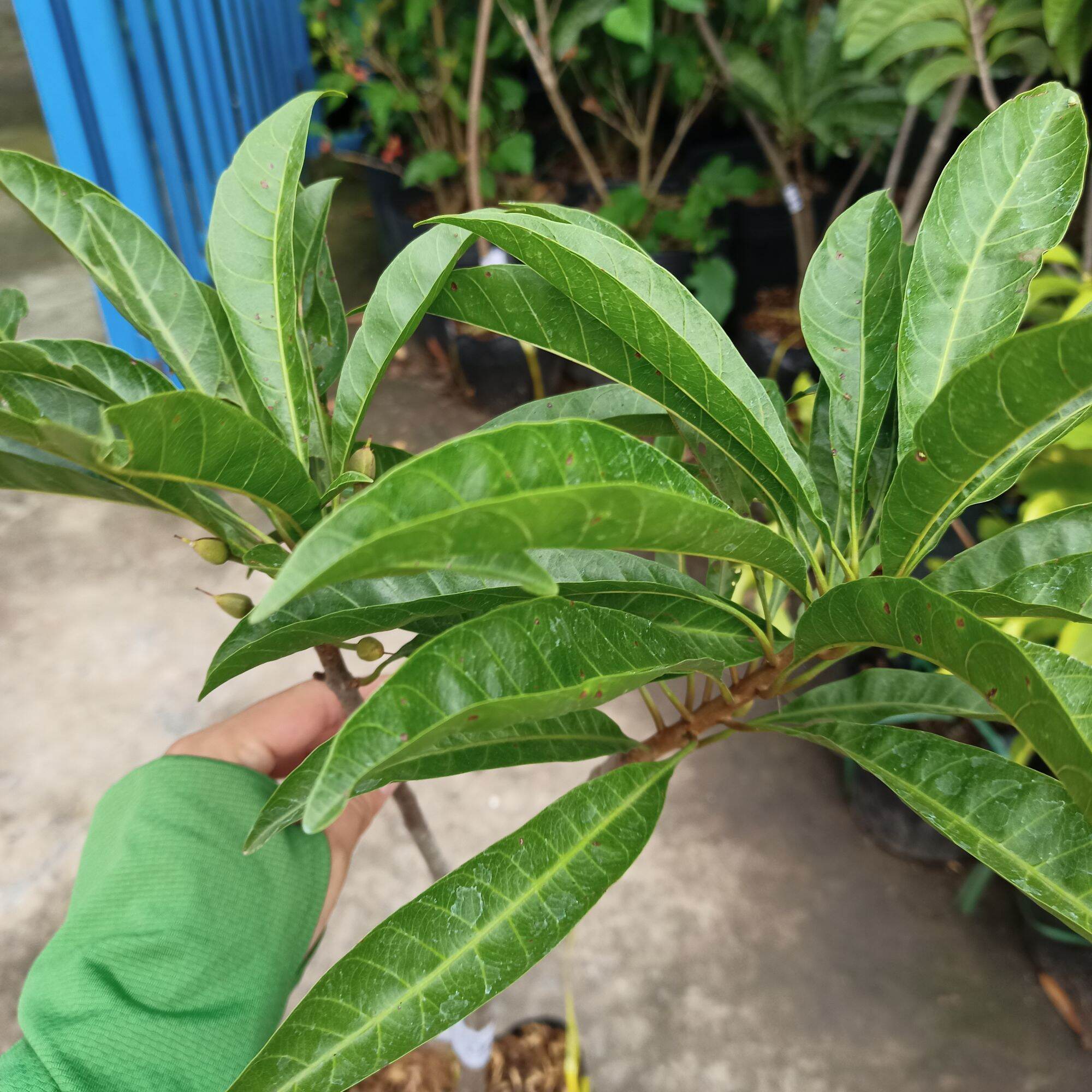 Cây giống lê ki ma thái