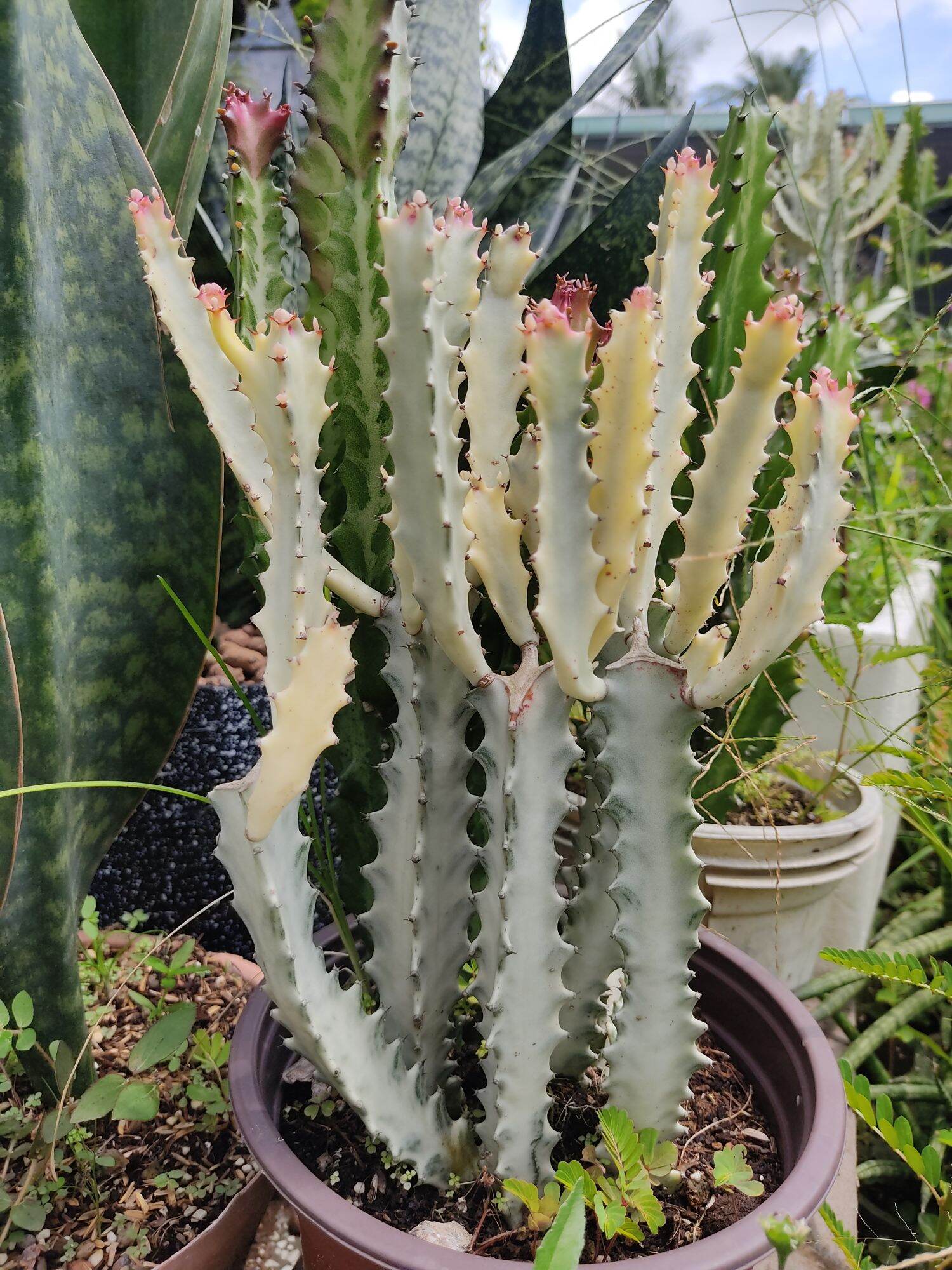 Cây Xương rồng ba cạnh trắng - Euphorbia lactea 'White Ghost'