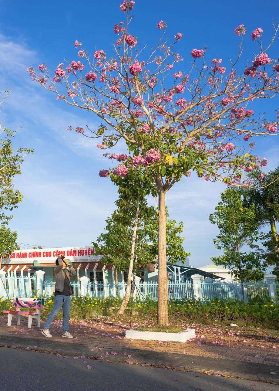 com bo 2 Cây kèn hồng cao từ 80-100cm.
