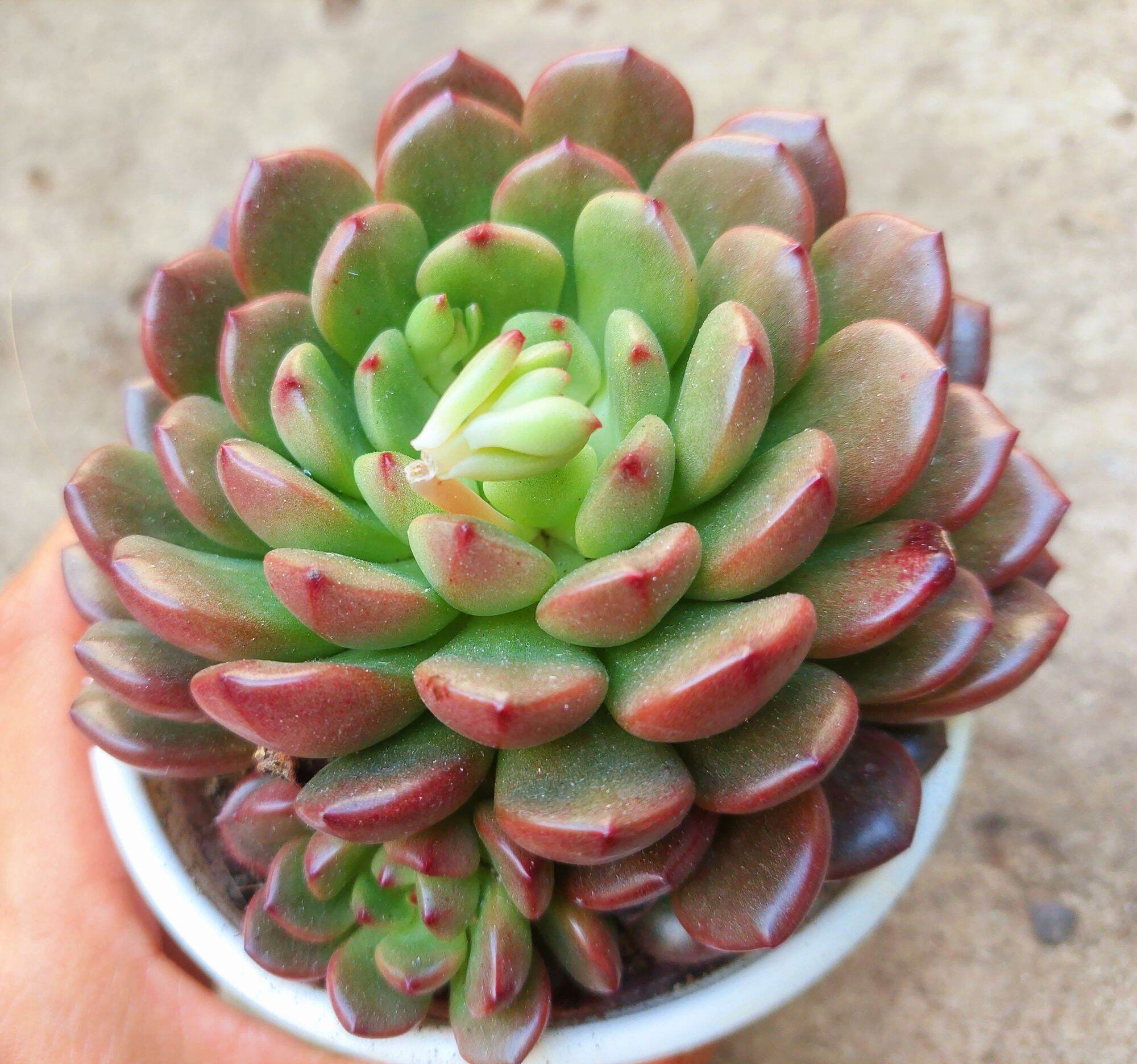 Sen đá RUBY ĐỎ size trung