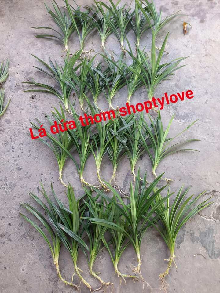 combo 6 cây lá dứa (lá nếp thơm) rễ trần
