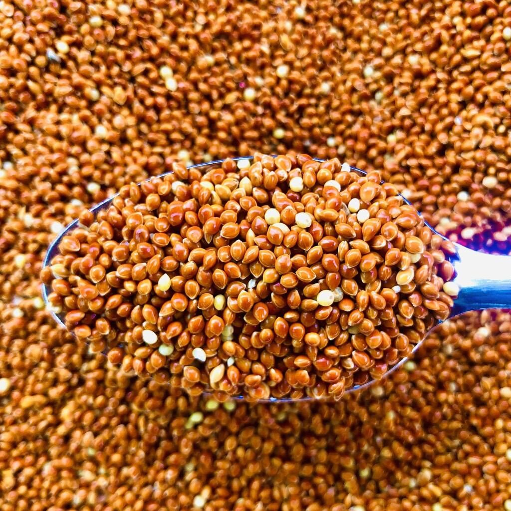 500g Hạt Kê to cho Chim, Gà chiến, Chuột