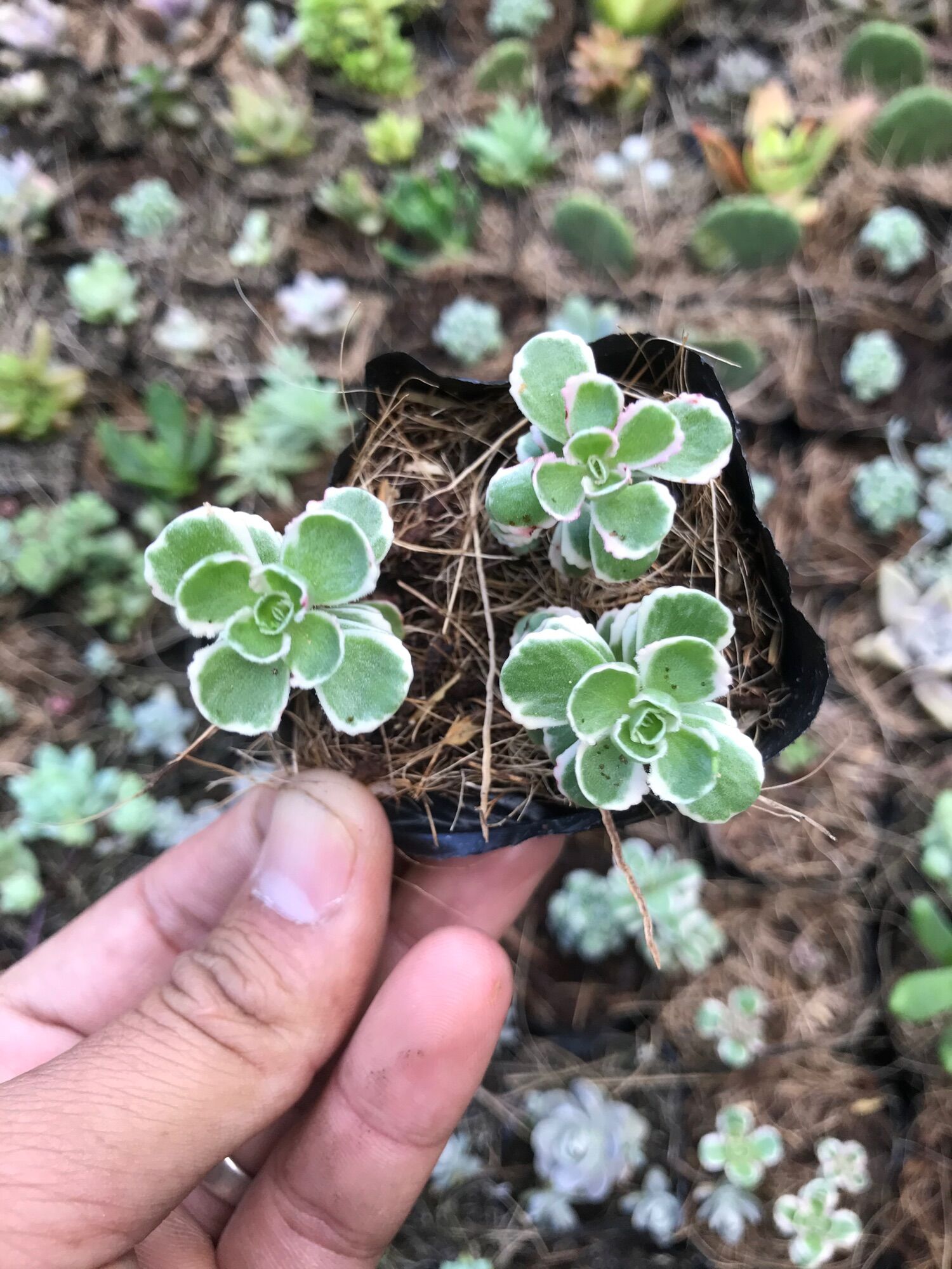 Sidum 3 màu bầu