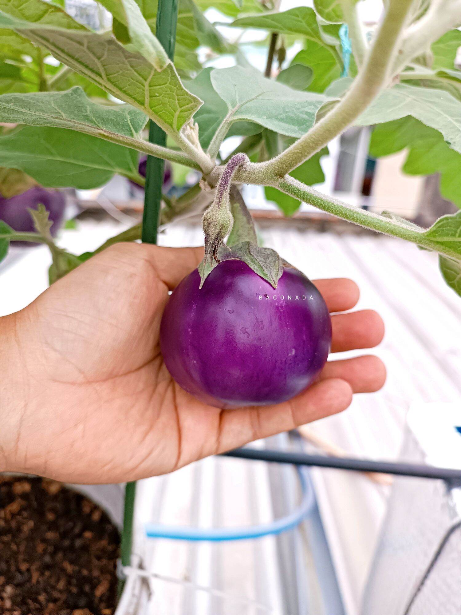 Hạt giống cà tím quả tròn