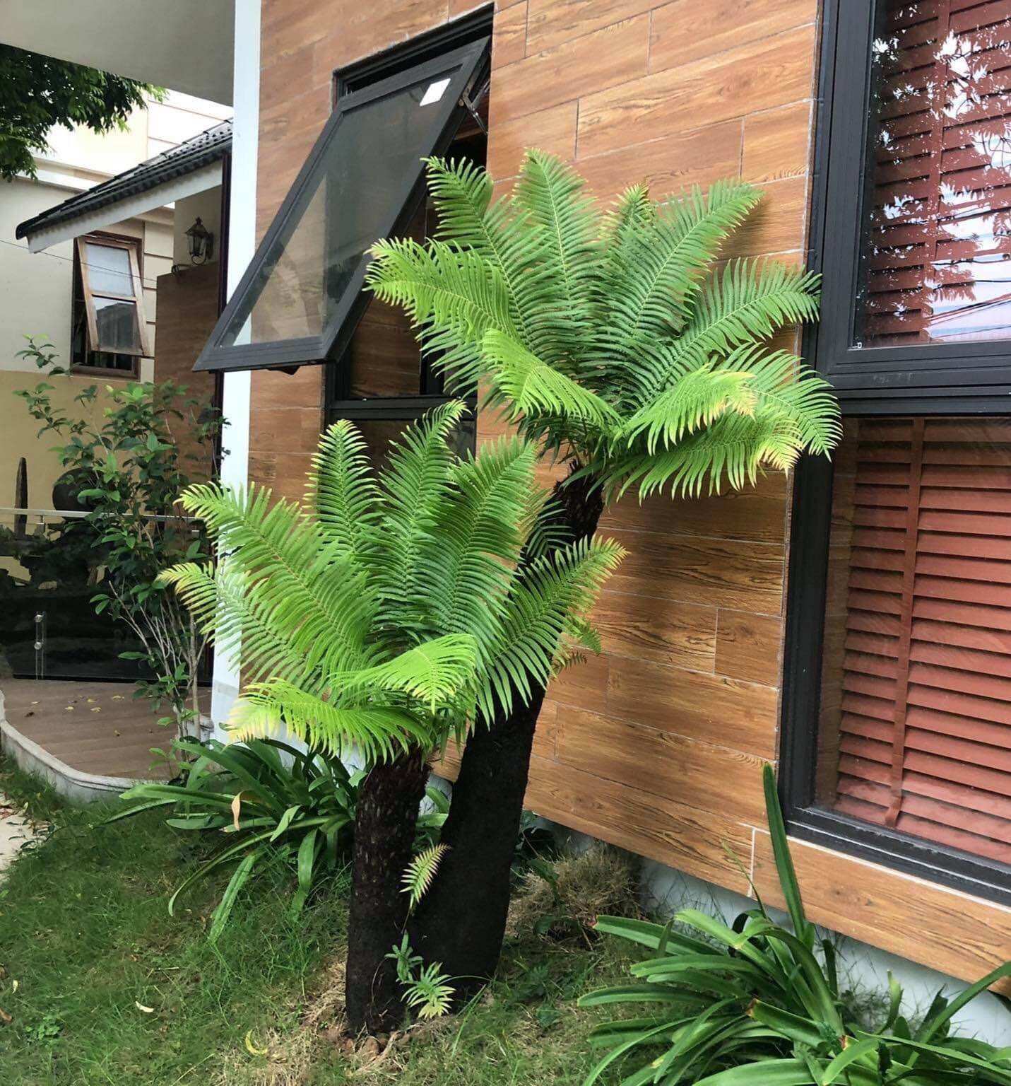 Dương xỉ cổ đại size 20cm nhiều đầu