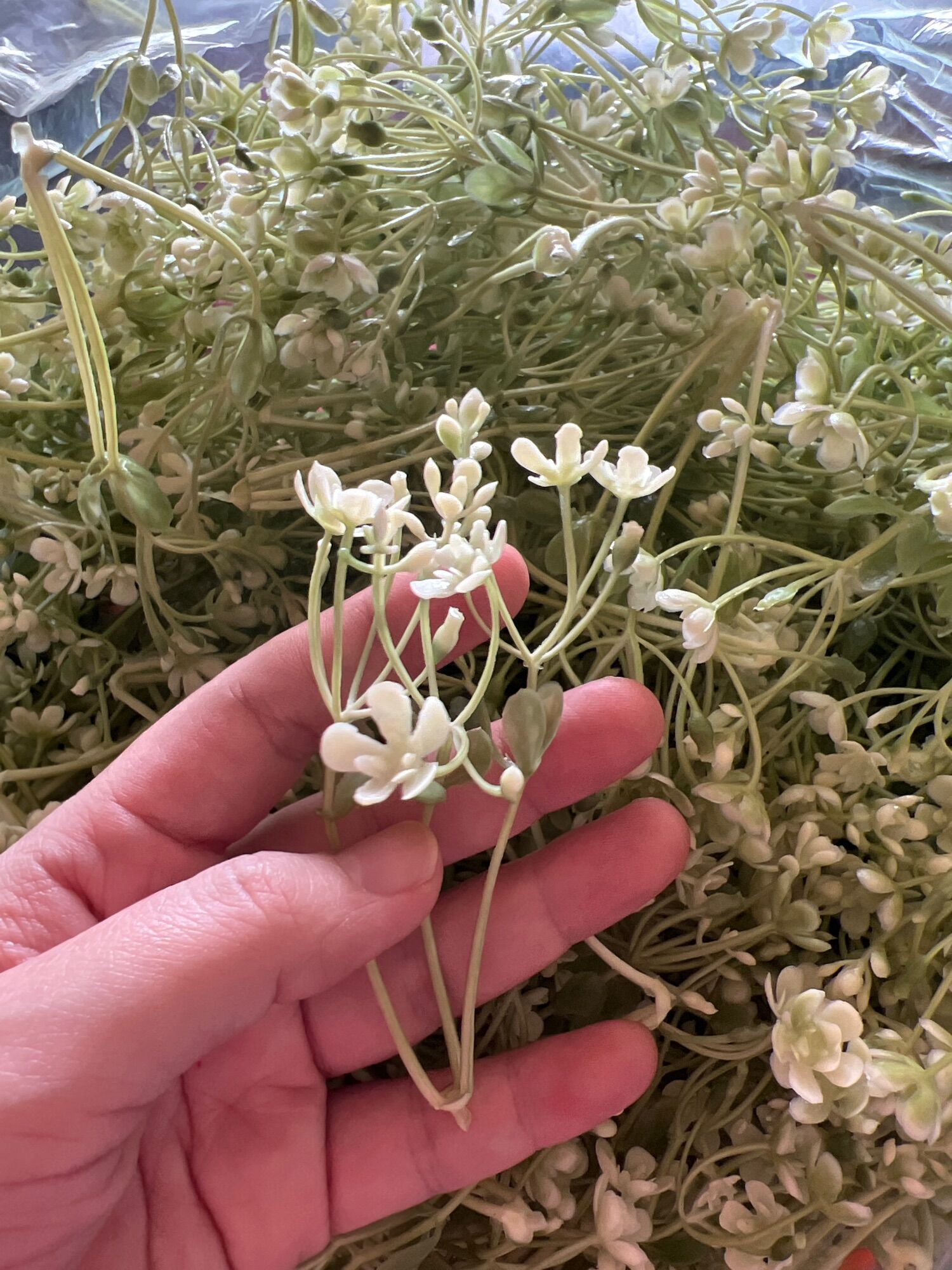 Cỏ điểm làm hoa 100g, 100g cỏ điểm