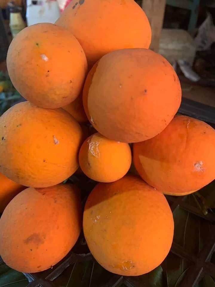 Cây giống gùi rừng