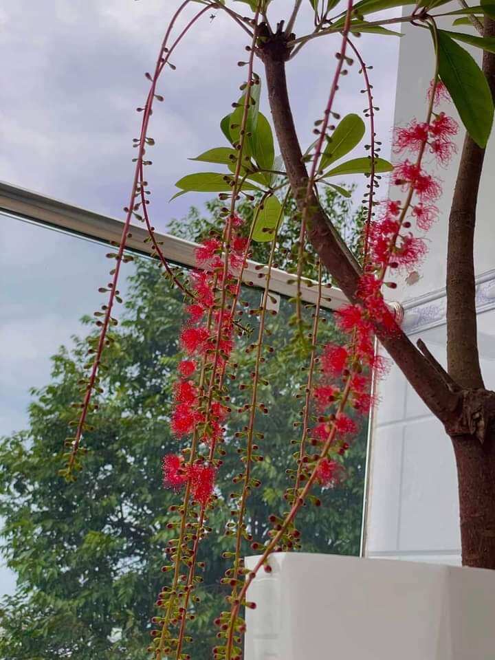 Cây Lộc Vừng đỏ huyết siêu hoa