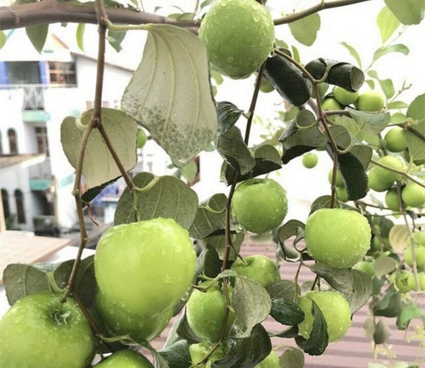 Cây Giống Táo Thái chậu lớn cây cao 40cm