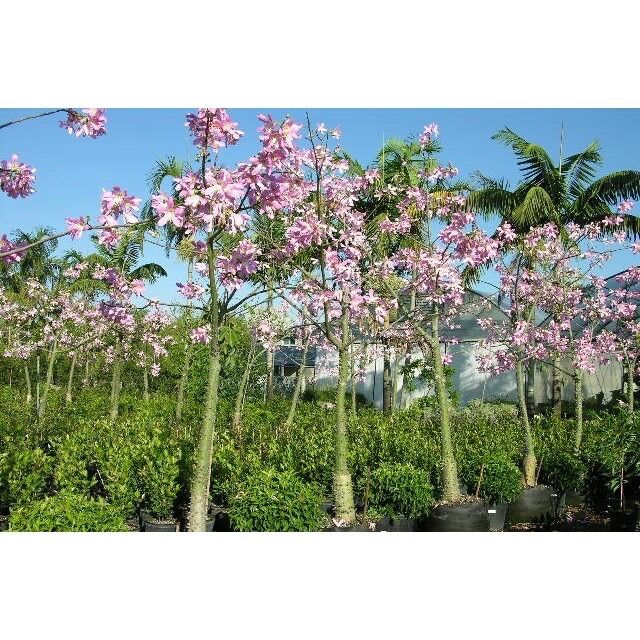 Cây giống Mỹ nhân thân gỗ