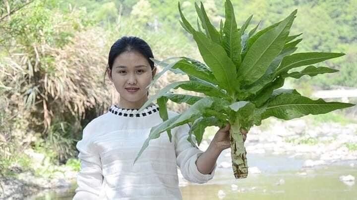 HẠT GIỐNG RAU DIẾP NẾP XANH TÍM
