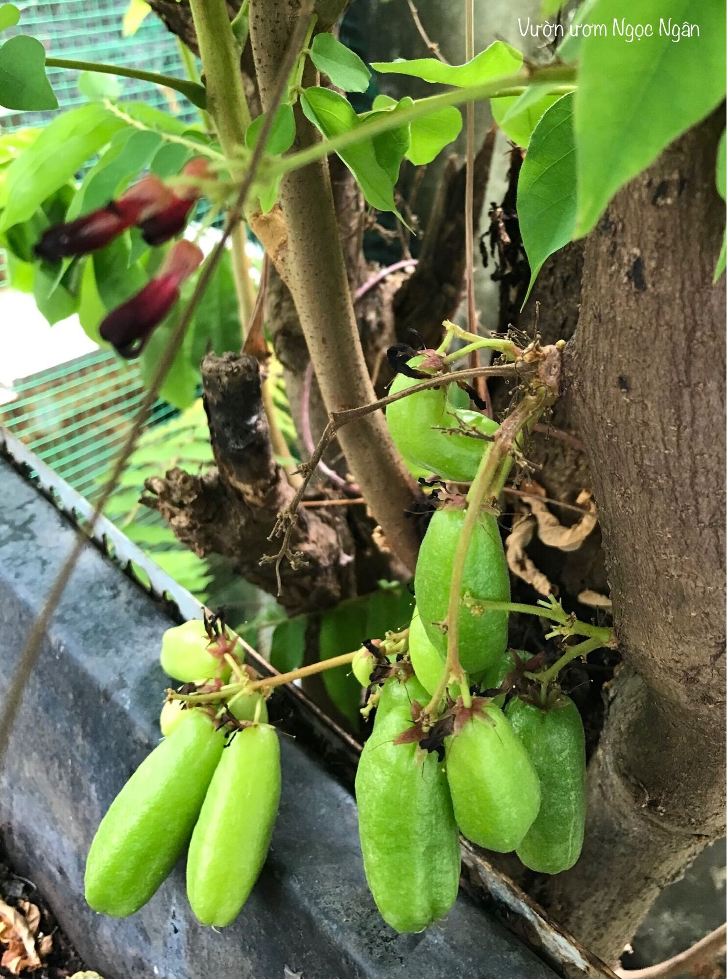 Hạt giống cây Khế tàu