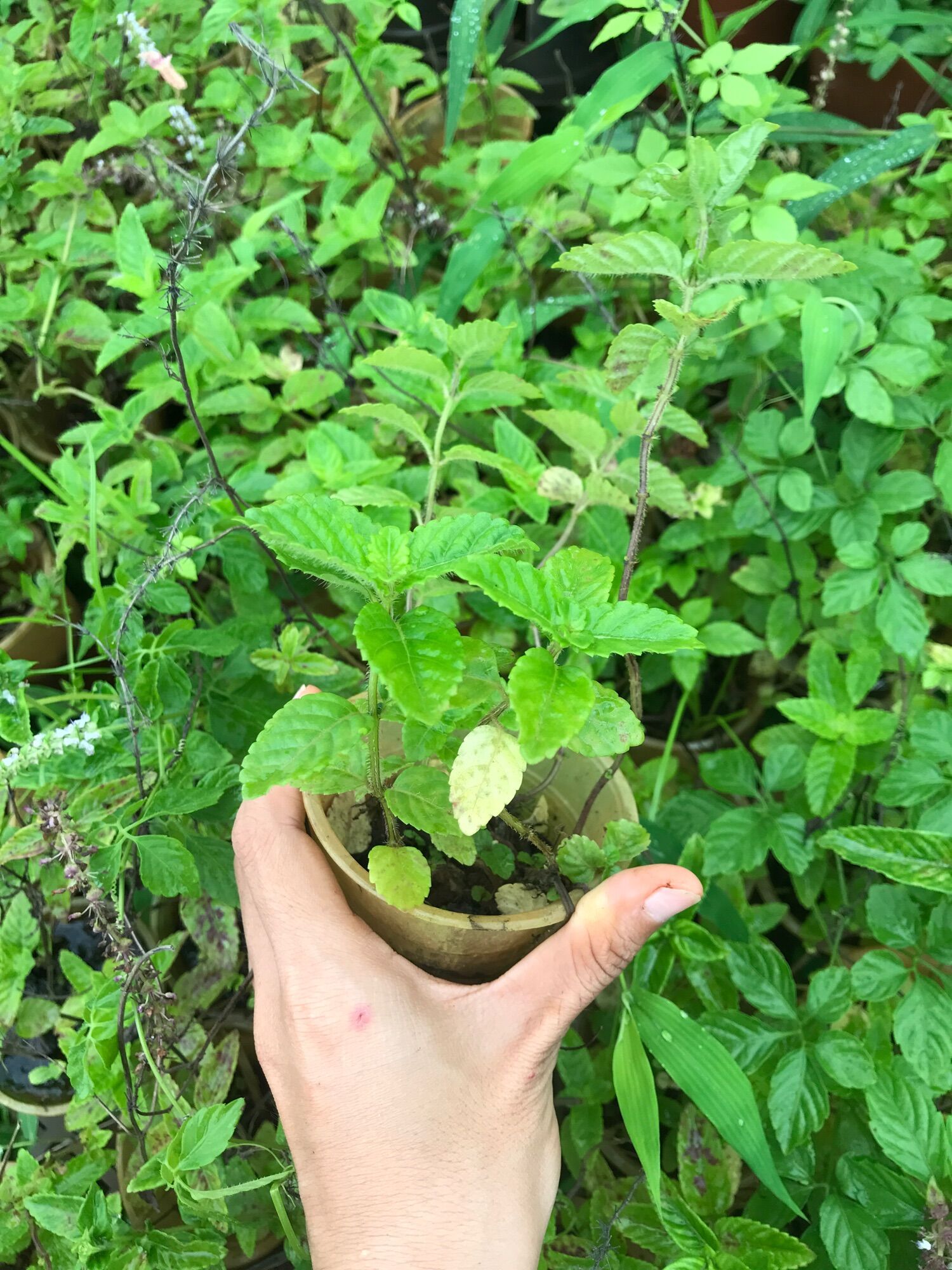 Cây sương sáo, làm thạch sương sáo, thạch đen