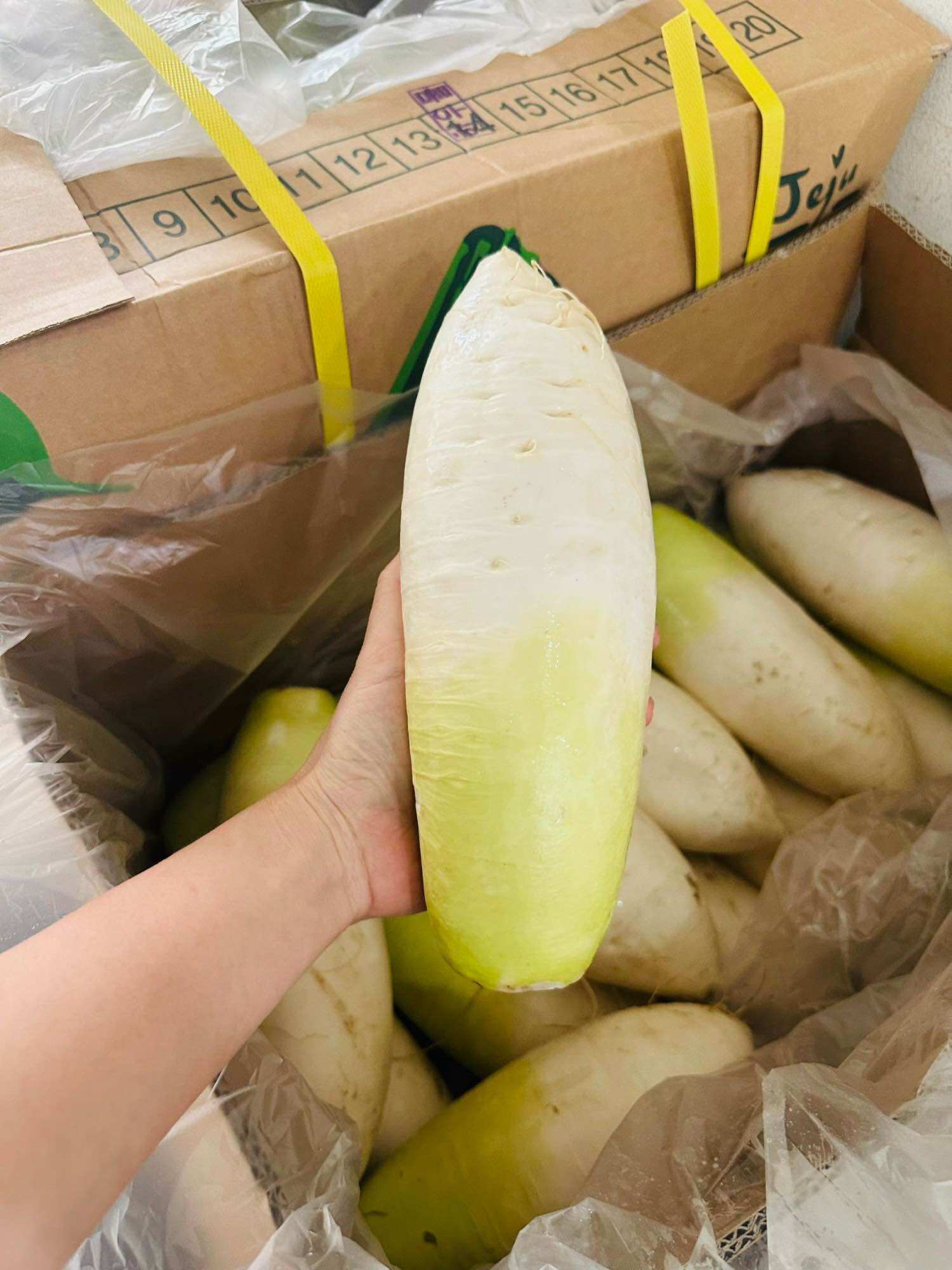 Fresh Korean Radish 1Kg_1.3Kg