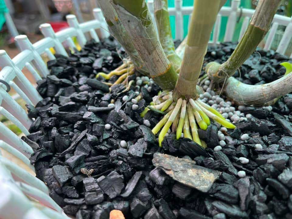 Than củi trồng lan đã qua xử lí 5kg đủ size
