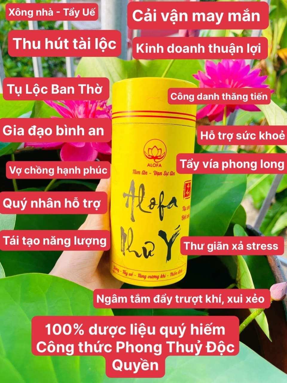 Nụ Alofa như ý chính hãng date mới, hộp 50 nụ