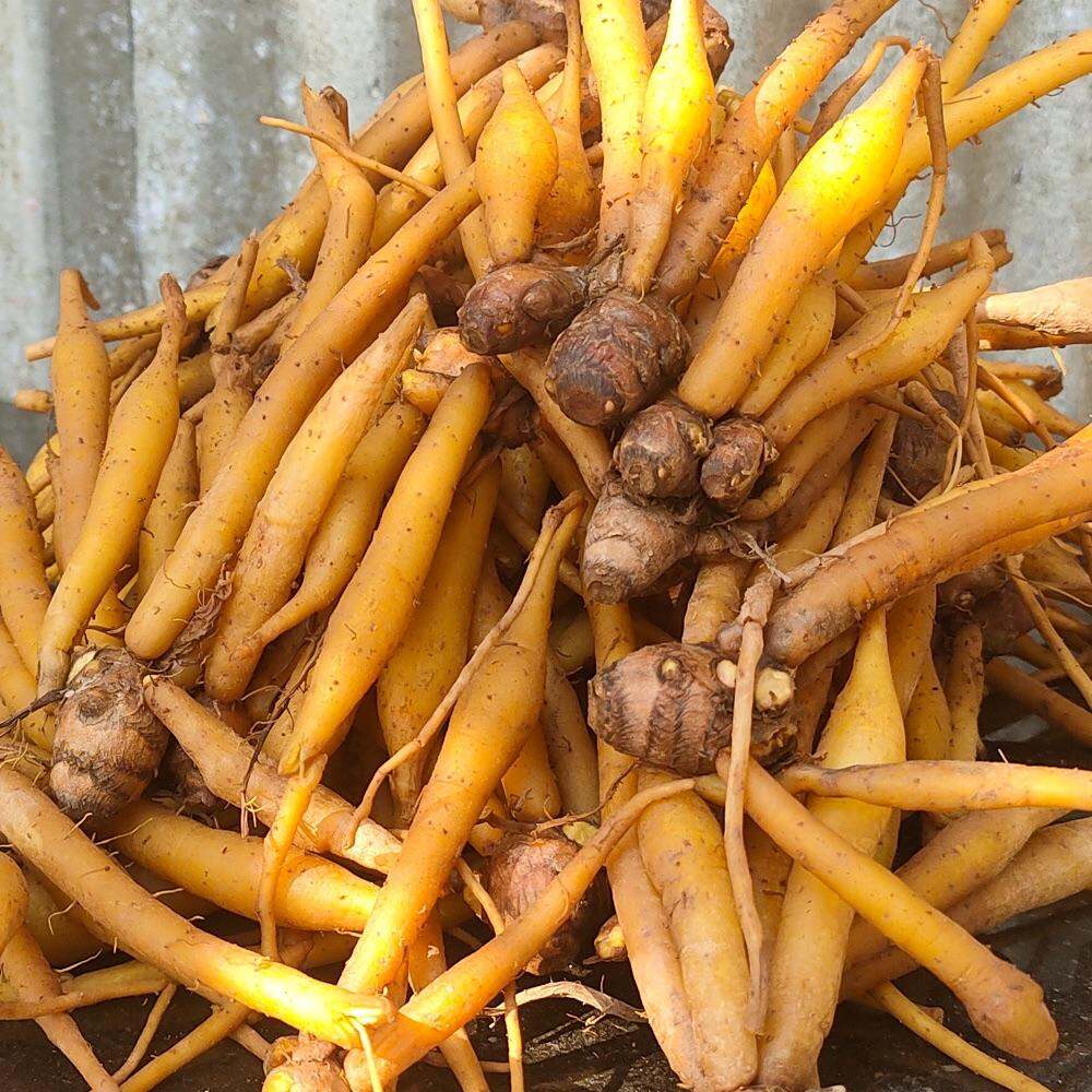 500gr Củ Ngãi Bún Châu Đốc Dùng Nấu Bún Cá. Lẩu Mắm. Bún Nước Lèo . Bún Mắm