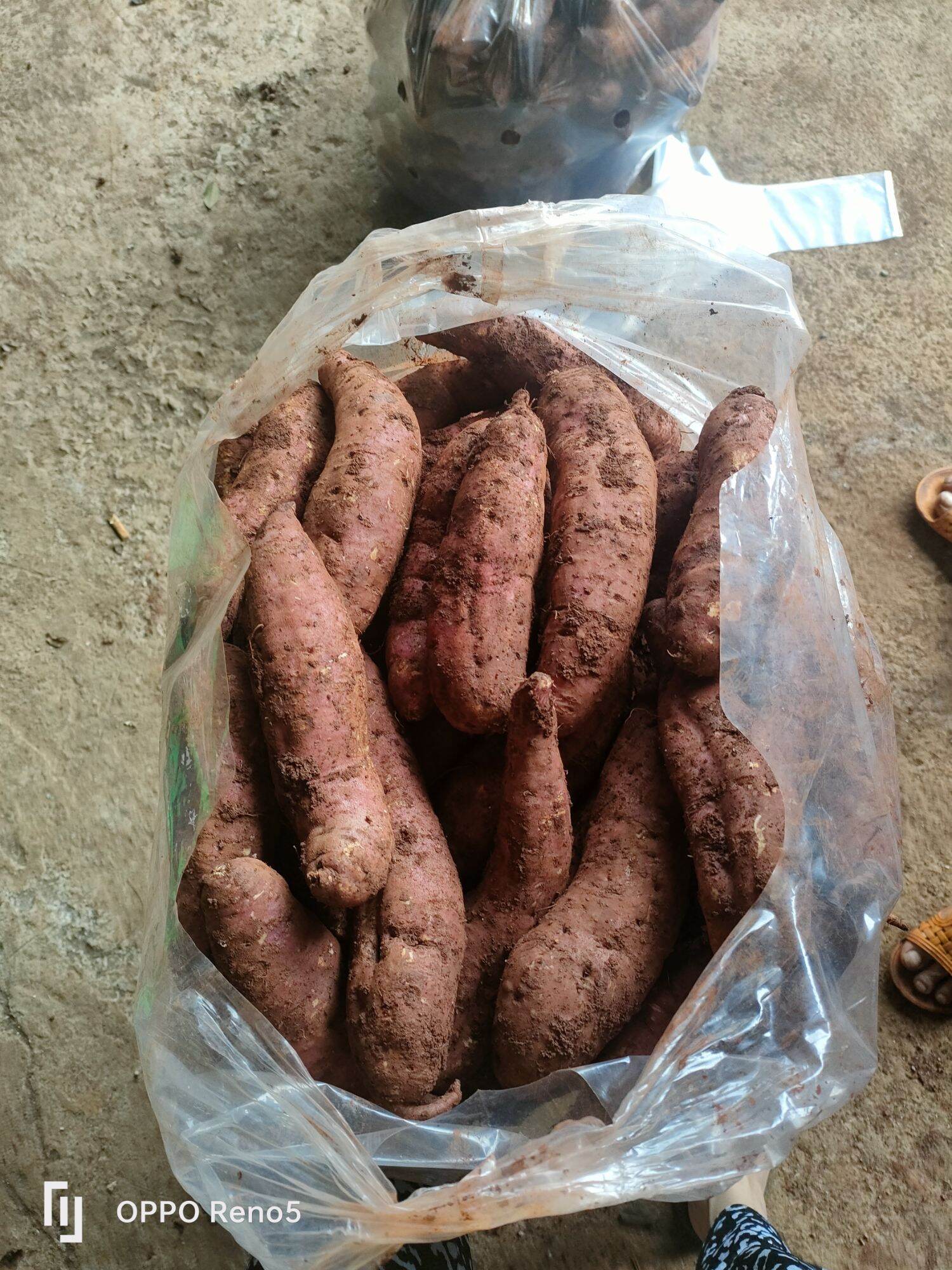 5kg khoai mật tà nung.2-3-4 củ/1kg.