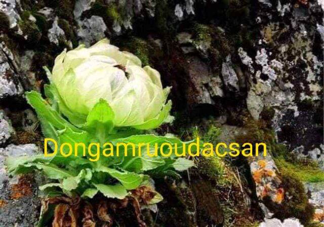 THIÊN SƠN TUYẾT LIÊN HOA(Sen Tuyết)