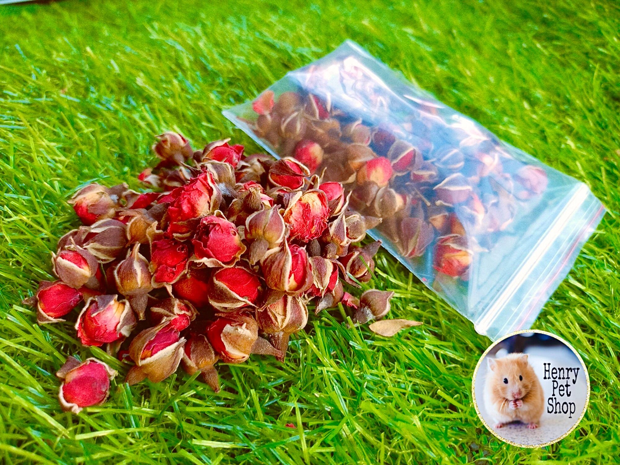 kỷ tử cho hamster