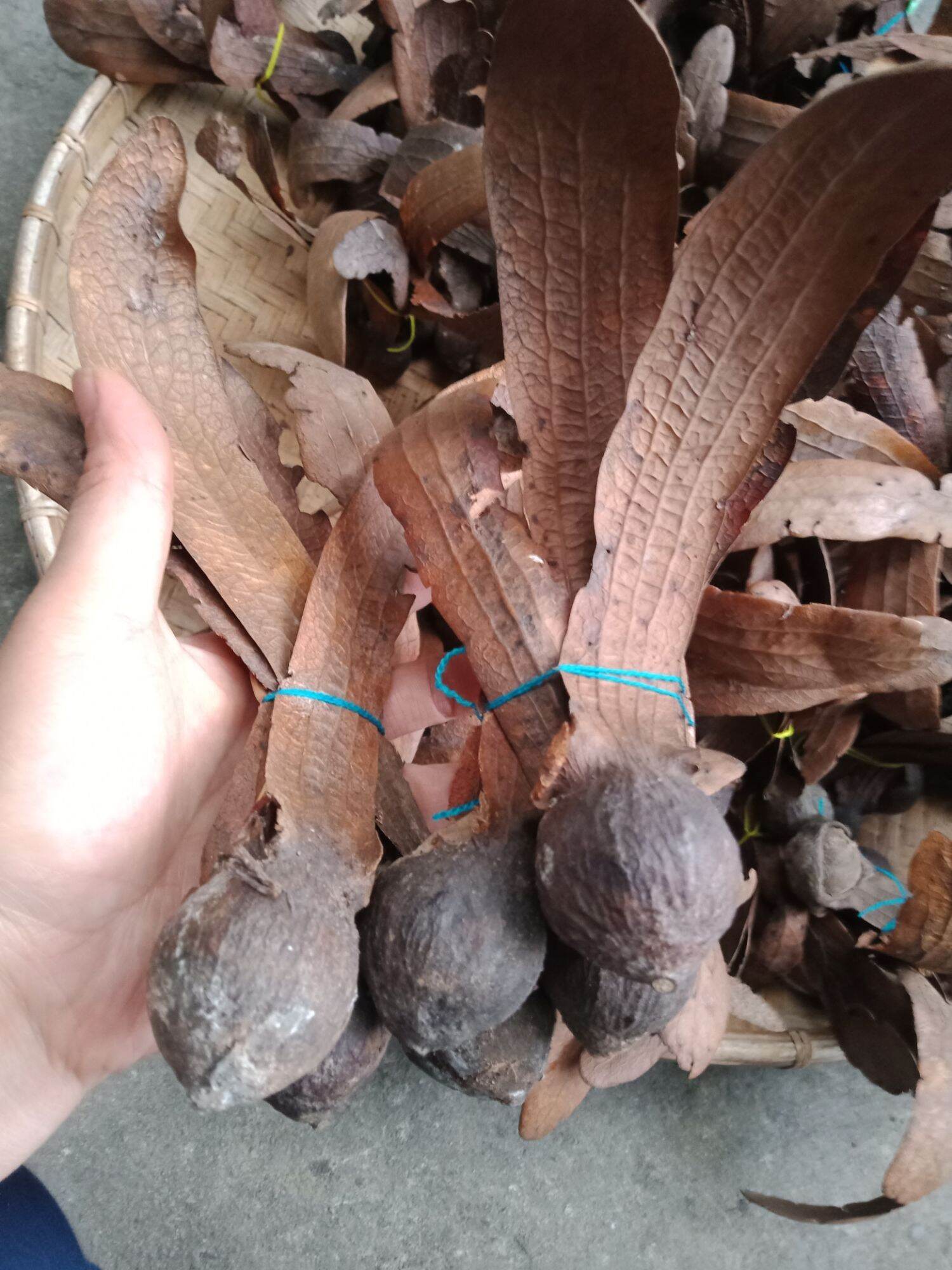 Quả tai thỏ khô, quả chò nâu