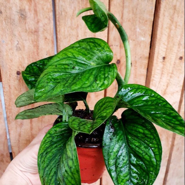<CÂY PHONG THỦY> Chậu Trầu Bà Hạnh Phúc Monstera Peru - sz trung
