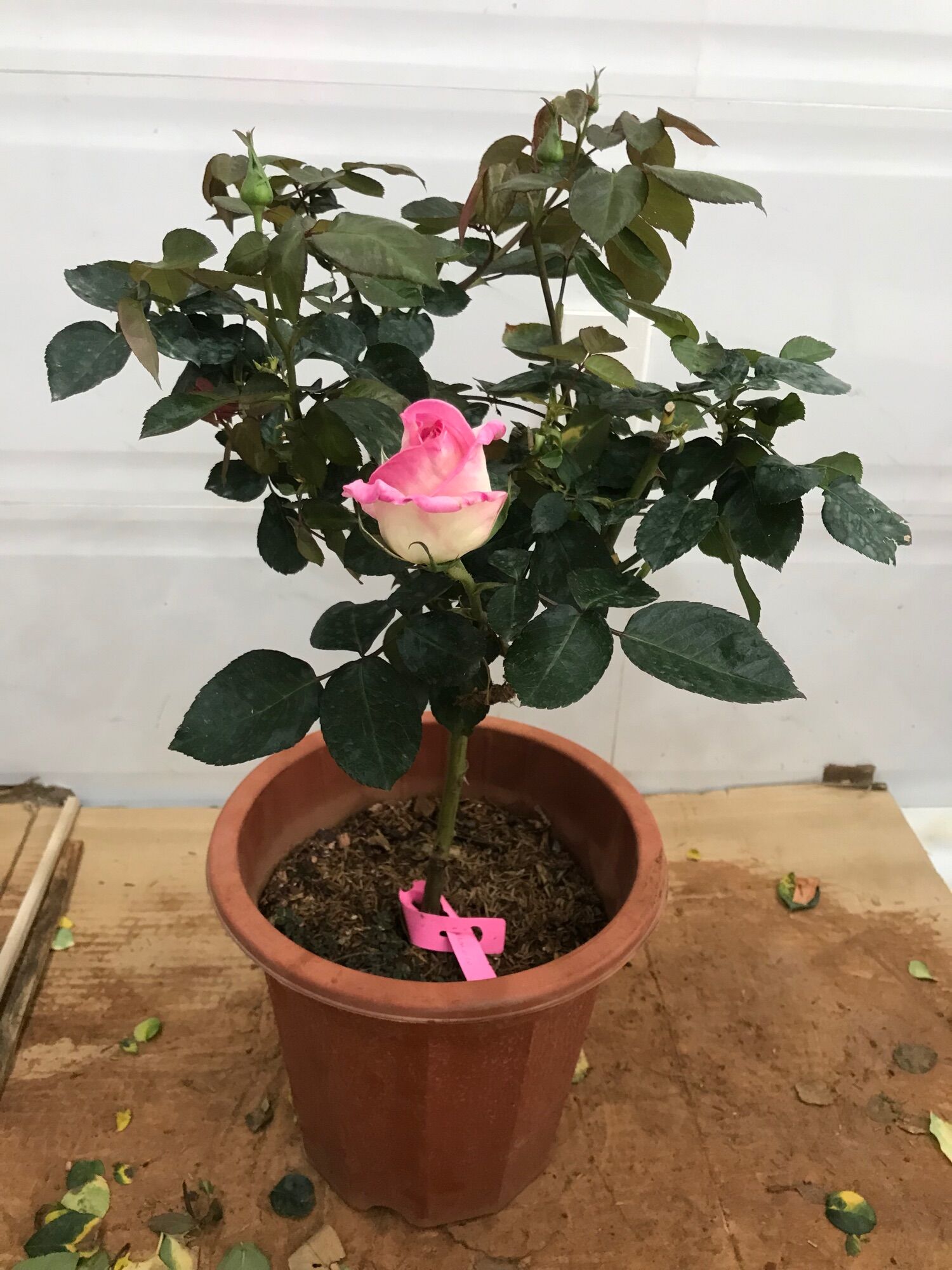 Hoa hồng ngoại tree mini Monaco rose