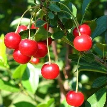 Cây Cherry nhiệt đới (Cherry chịu nhiệt brazil) giống sx tại