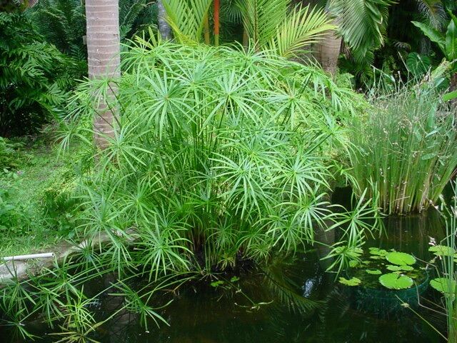 Cây thuỷ trúc lọc nước
