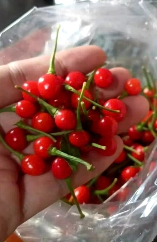 Combo 2 cây ớt Peru ĐỎ- VÀNG đang có hoa có quả ( chuẩn giống)