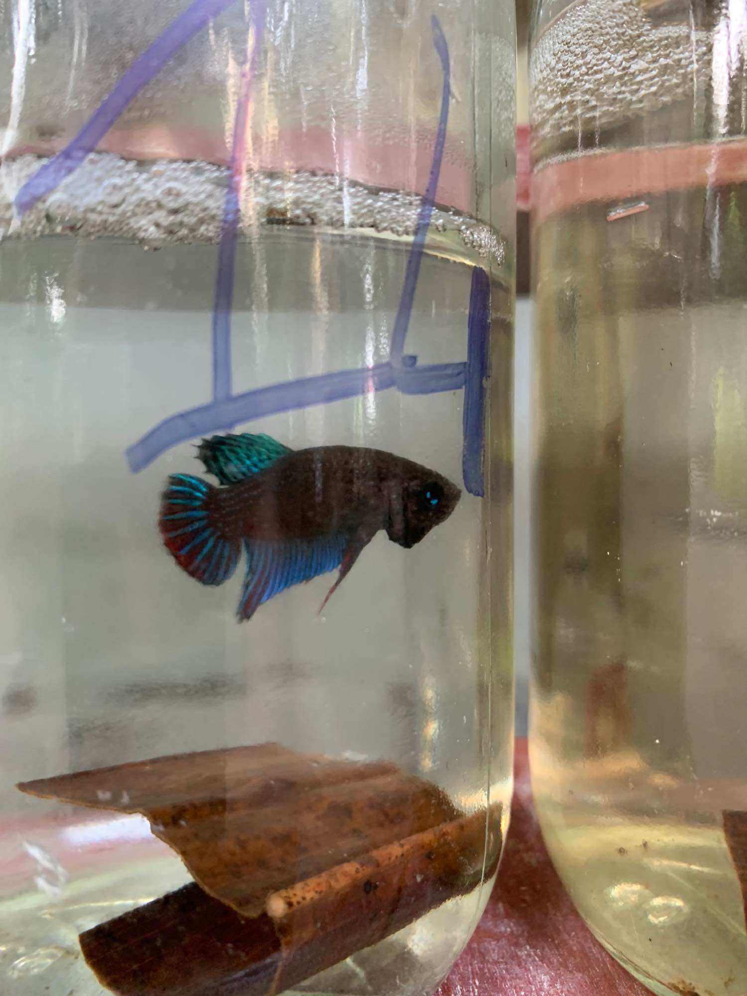 Lia thia đồng trống 20k