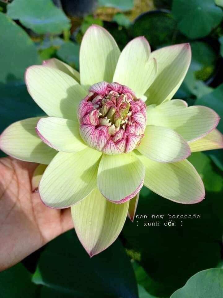 3 củ sen 3 màu