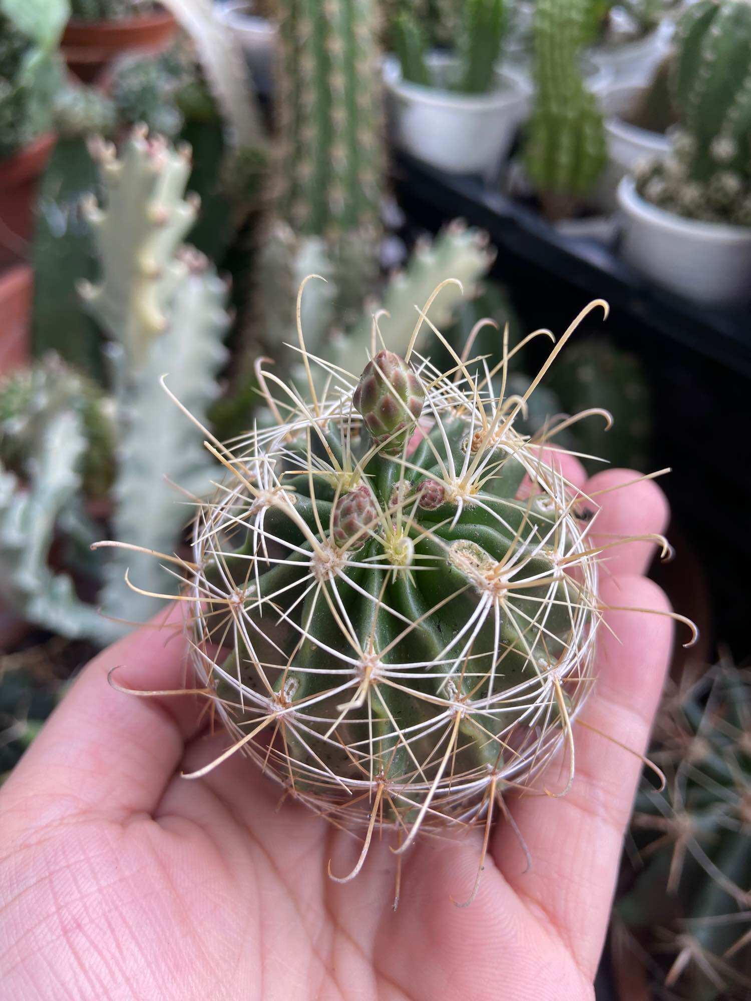 [Hcm]Hamato Cactus with Golden Flowers