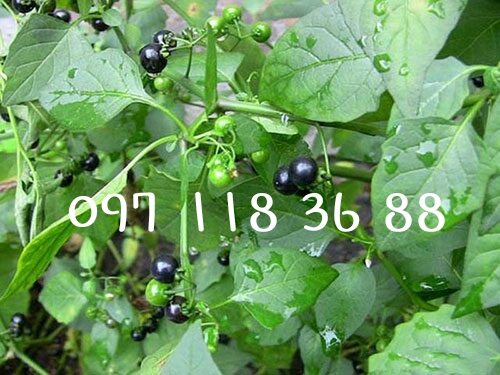01 kg cây thù lù đực ,lu lu,hàng khô mới chất lượng.lh 097 118 36 88