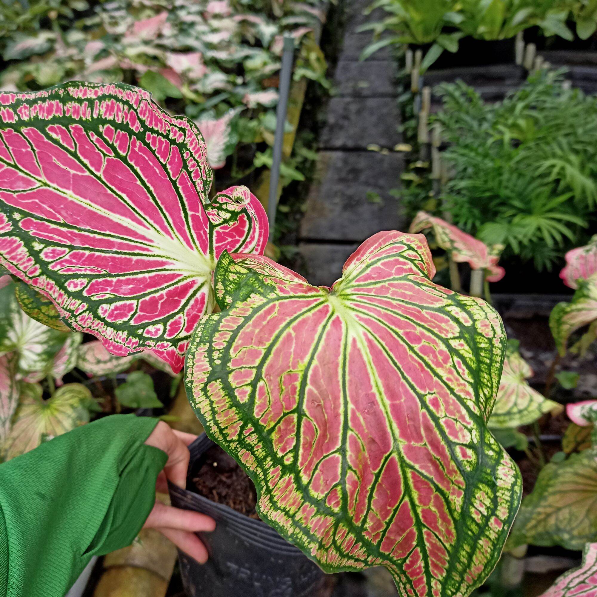 Chậu cây môn thiên nga, thai beauty caladium