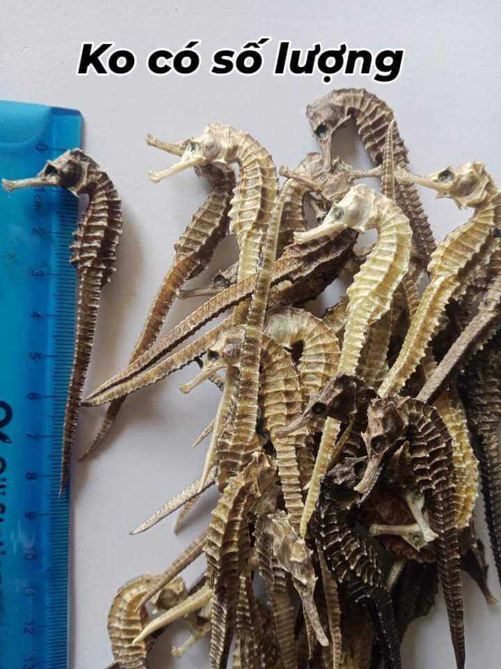 10 con cá ngựa khô .8cm