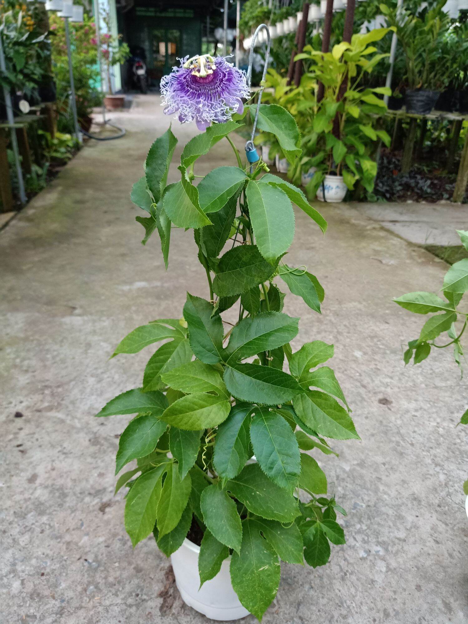 cây sao biển( hoa tím, cây dạng thân leo)- cây kiểng làng hoa sa đéc