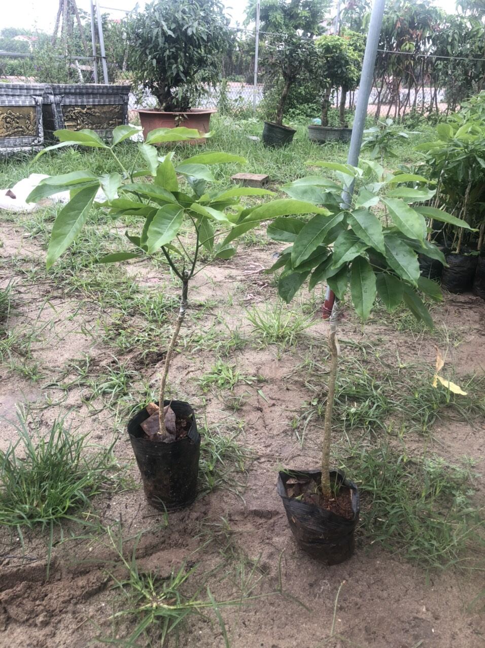CÂY GIỐNG BÁNH KEM NHẬP KHẨU