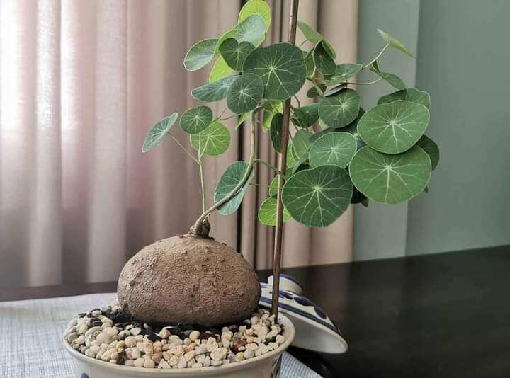 Củ bình vôi thái đã mọc mầm