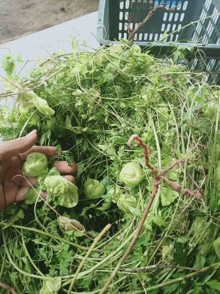 Cây xoan leo tươi khô (1 kg)