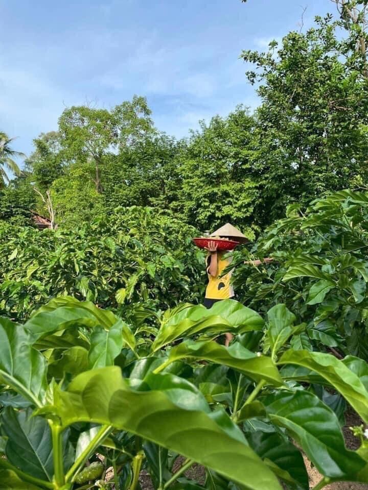 1 ký lá nhàu tươi