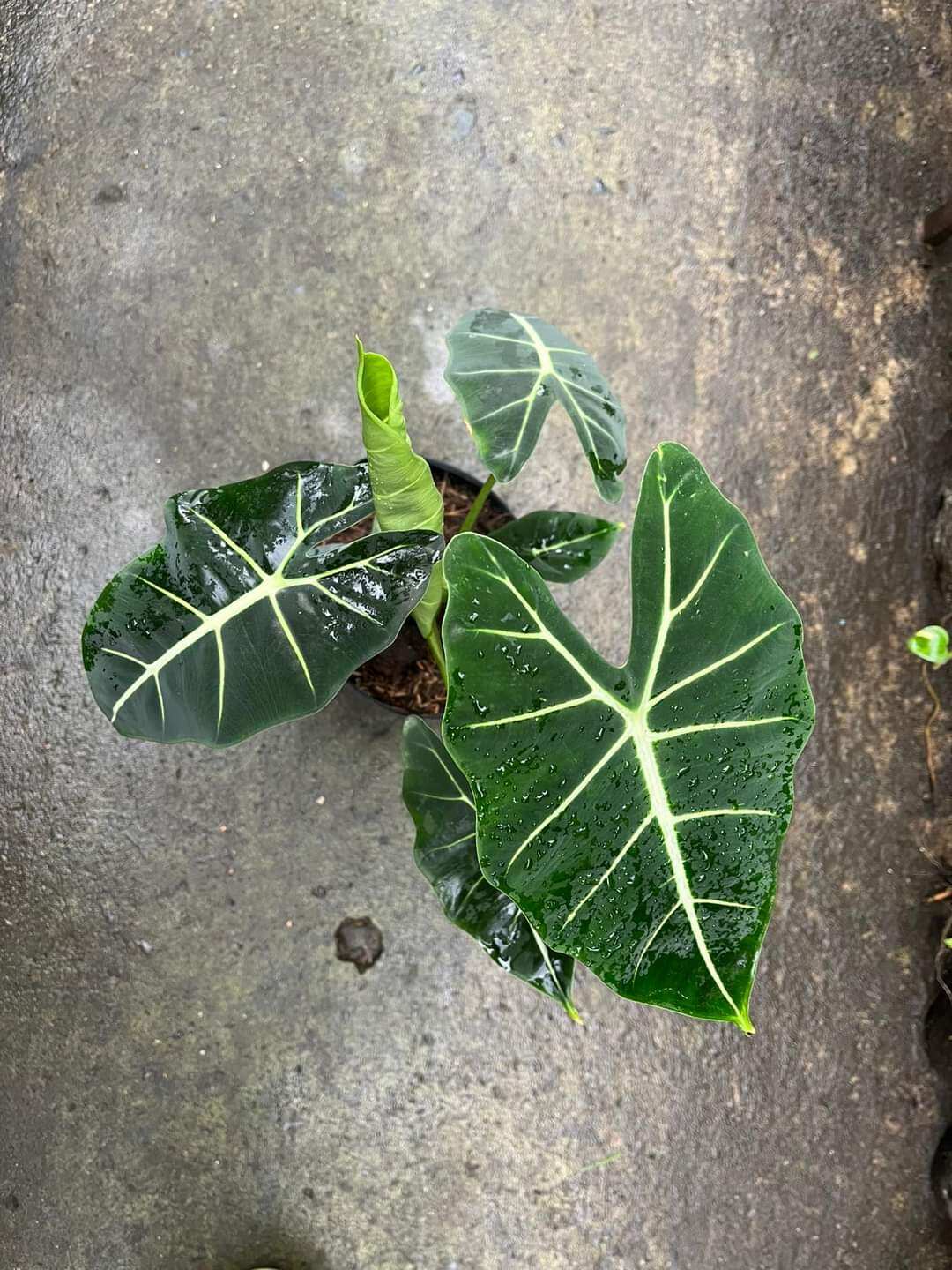 Cây alocasia frydek - môn nhung chậu từ 2-3 cây size lá dài 27-30cm