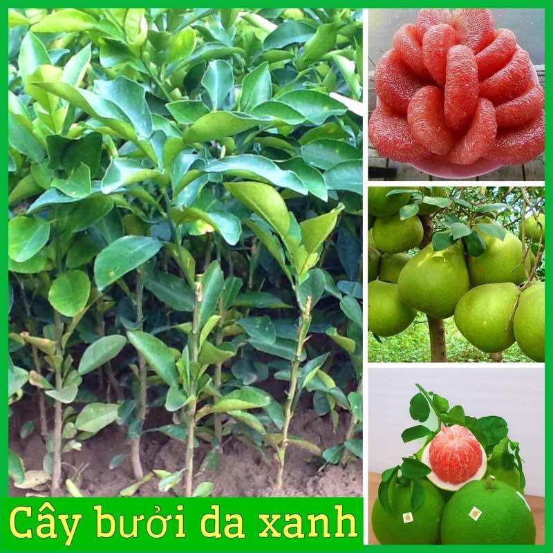 Cây giống bưởi da xanh ruột hồng