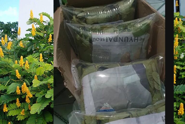 Lá muồng trâu tươi,2kg,đóng gói hút ẩm