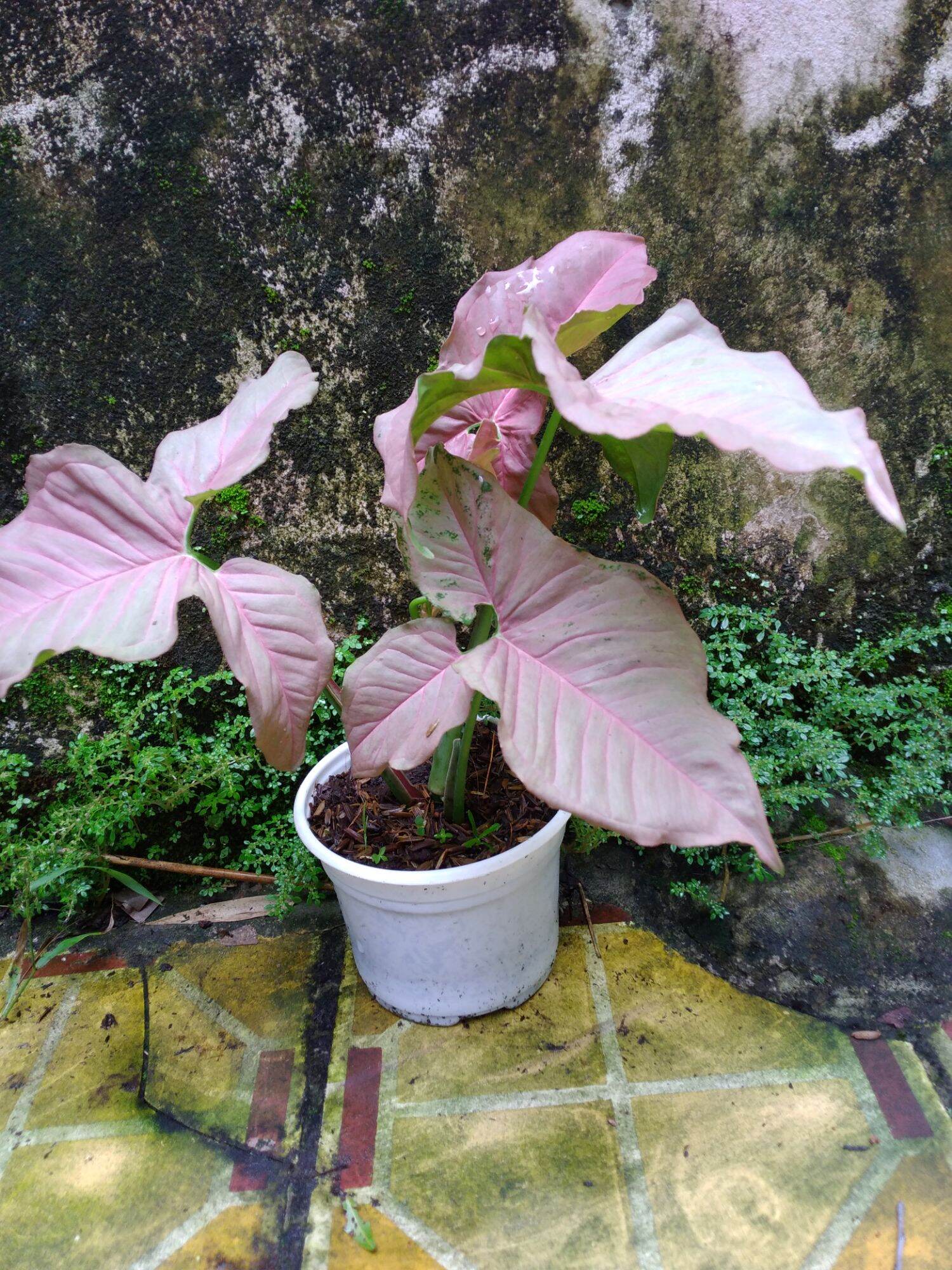 Cây trầu bà hồng