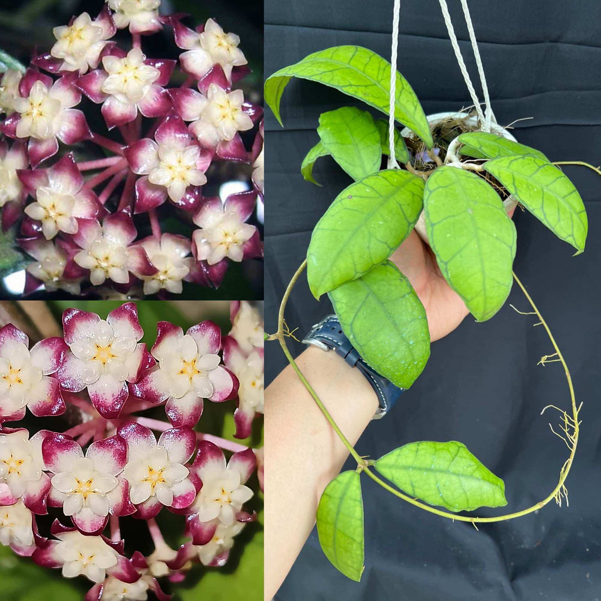 Hoa Cẩm cù hoya gunung lá và hoa đẹp, thân leo, phát triển nhanh